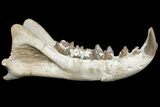 Fossil Hyaenodon Skull - South Dakota #131362-1